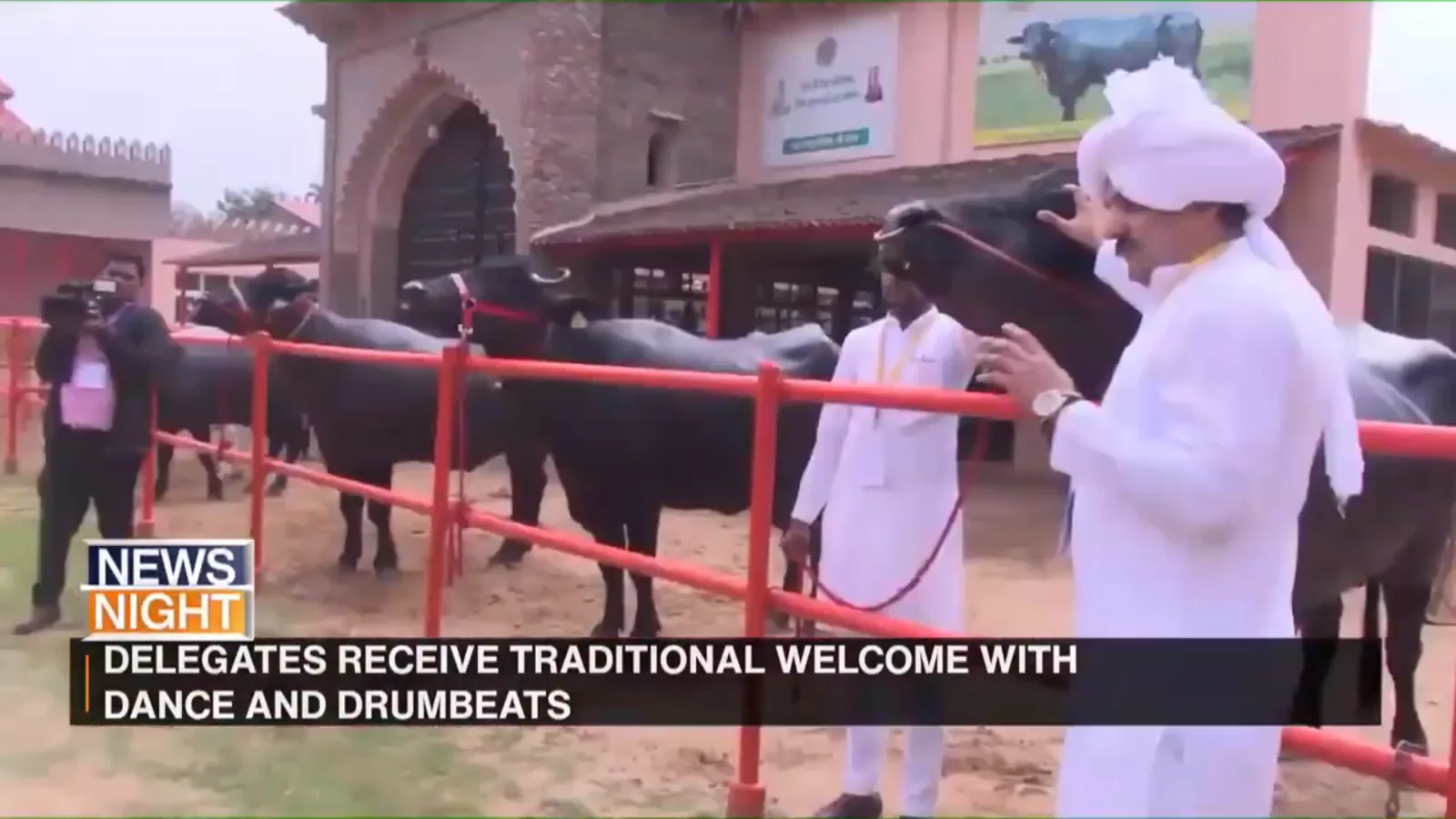 Murrah Buffalo — The Pride of Haryana