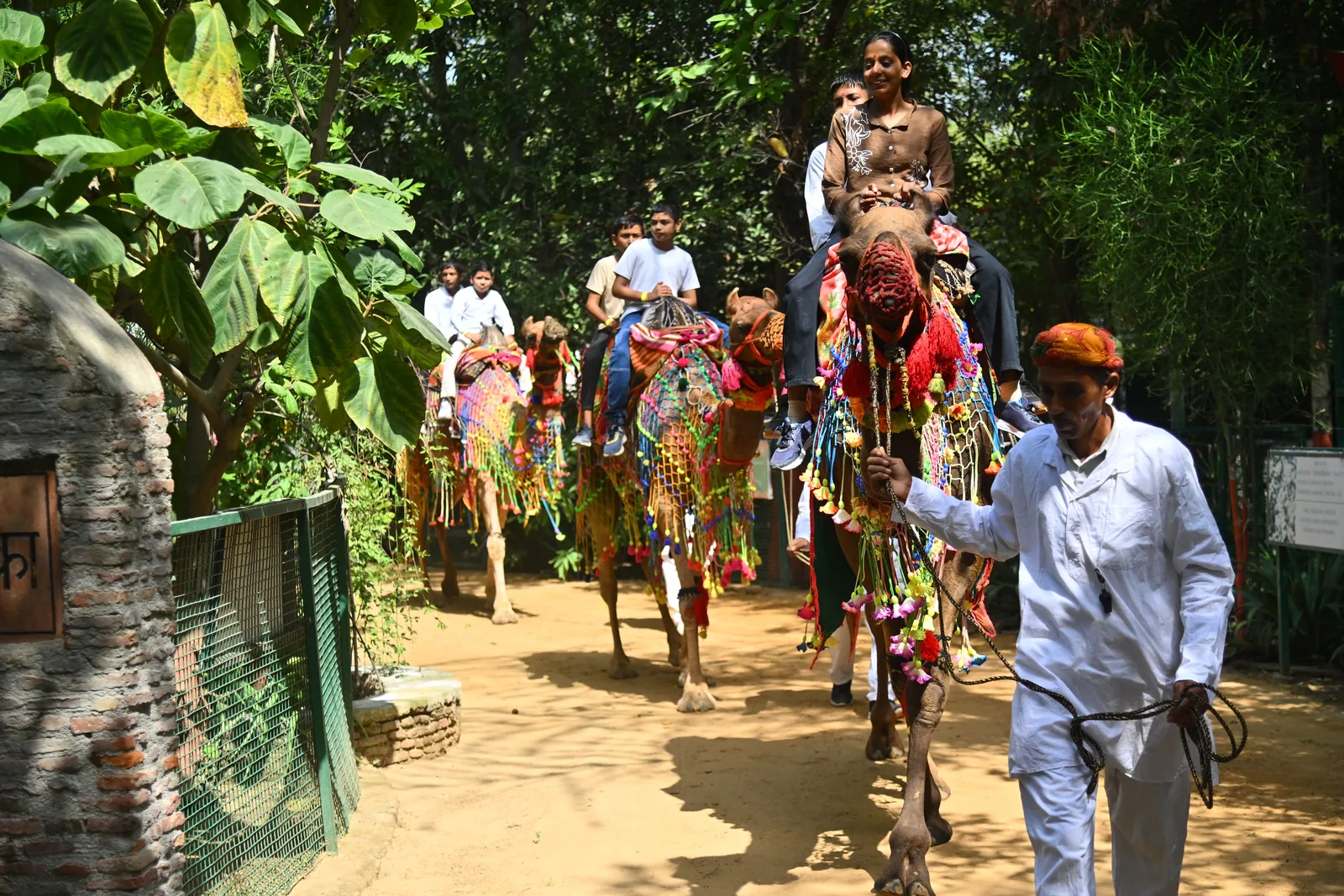 Guests riding camels draped in bright patterned saddle cloths along a shaded farm path, led by a handler in a red turban