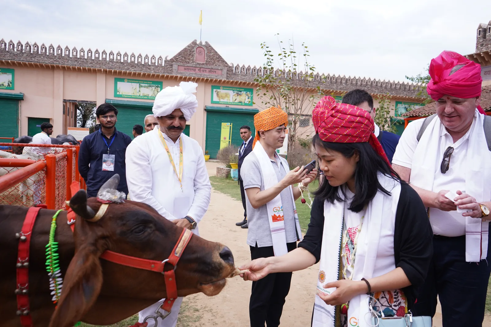 A delegate in a red bandhani pagdi holding out a piece of roti to a brown cow at the Pratapgarh Vedic Gaushala, with a host in a white pagdi beside her