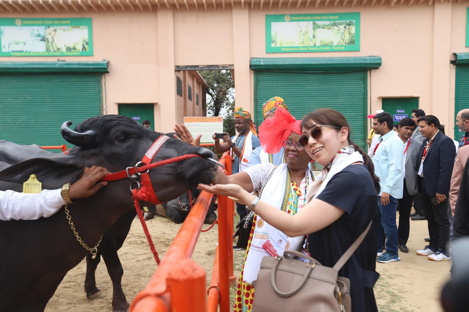 Two delegates leaning over an orange rail to stroke a black Murrah buffalo at the Pratapgarh Vedic Gaugram
