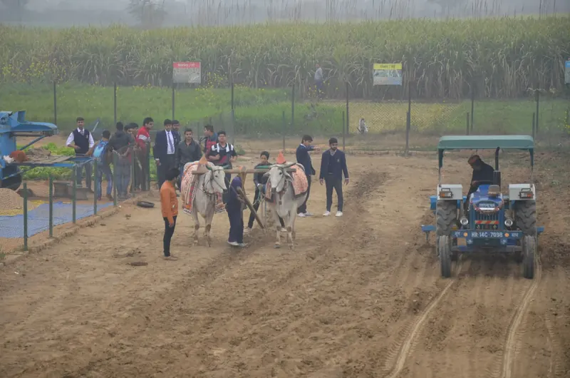 A pair of bullocks ploughing a field while students watch and a blue tractor waits nearby