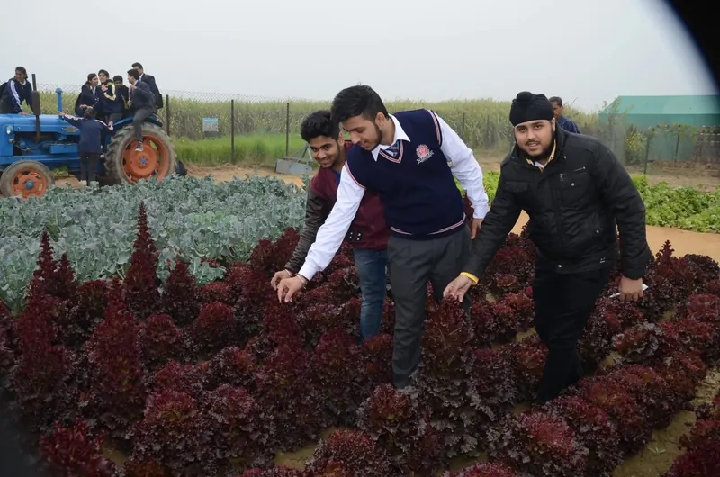 Students leaning over rows of red lettuce in the vegetable garden with a tractor behind them