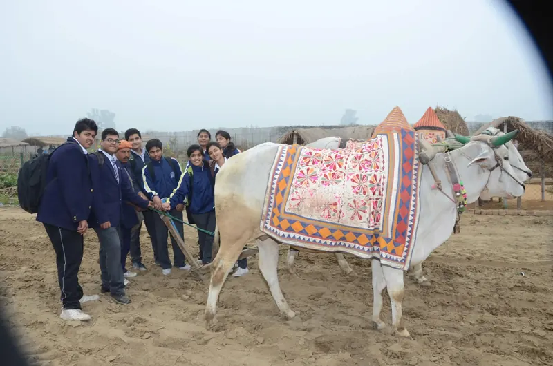 Students in blazers standing beside two white bullocks draped in patterned blankets with painted horns