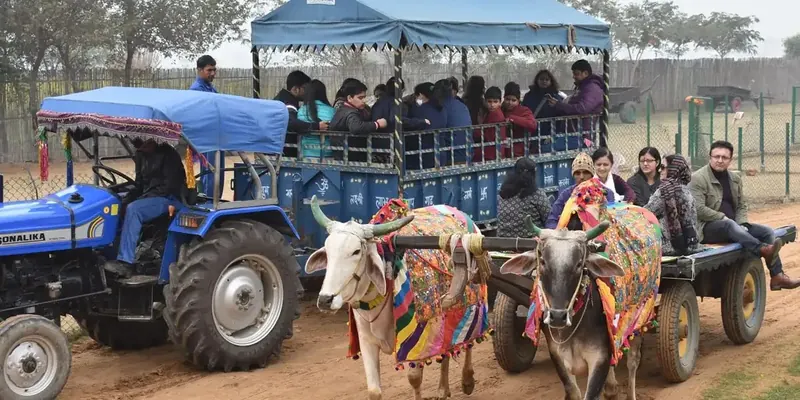 A tractor trolley full of schoolchildren following a decorated bullock cart along a farm track